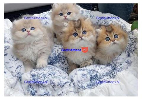 Prachtige Perzische kittens te koop