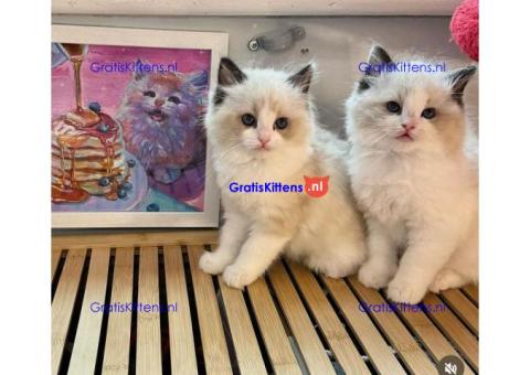 Liefdevolle Ragdoll-kittens op zoek naar hun eeuwige thuis