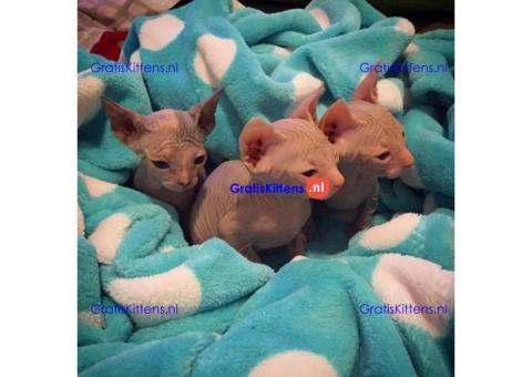 Sphynx kittens klaar voor hun nieuwe thuis.