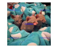 Sphynx kittens klaar voor hun nieuwe thuis.