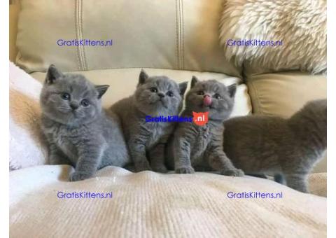Britse korthaar kittens klaar voor hun nieuwe thuis.