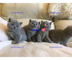 Britse korthaar kittens klaar voor hun nieuwe thuis.