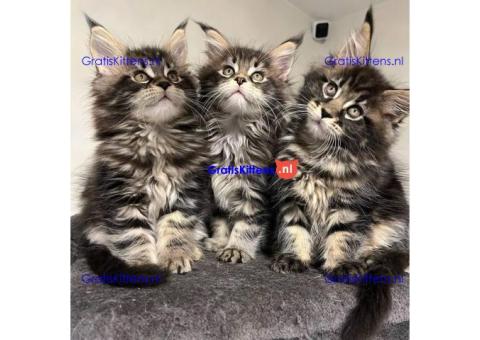 Maine Coon kittens te koop