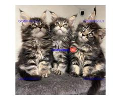 Maine Coon kittens te koop