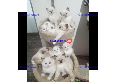 Ragdoll kittens te koop
