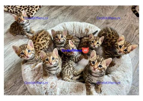 Bengaalse kittens te koop