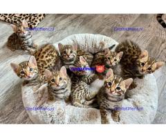Bengaalse kittens te koop