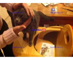 Britse Korthaar/Scottish Fold Blauw en Lilac kitten €150 Whatsapp-nummer: +32 460224753