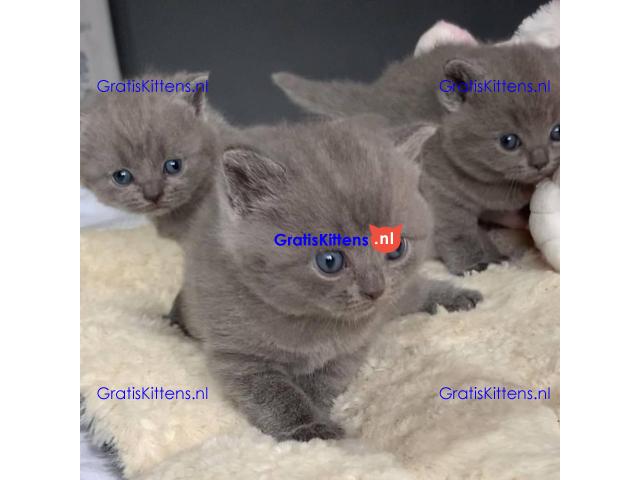 Britse Korthaar/Scottish Fold Blauw en Lilac kitten €150 Whatsapp-nummer: +32 460224753