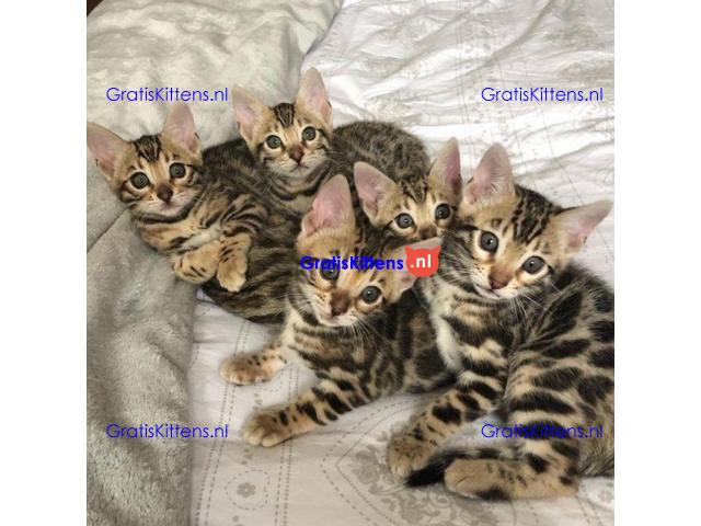 3 Mooie Bengals 11 weken