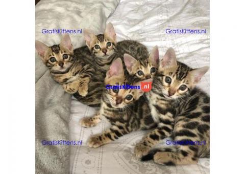 3 Mooie Bengals 11 weken