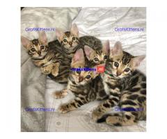 3 Mooie Bengals 11 weken
