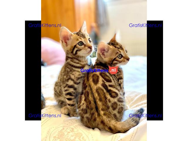 3 Mooie Bengals 11 weken