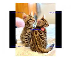 3 Mooie Bengals 11 weken