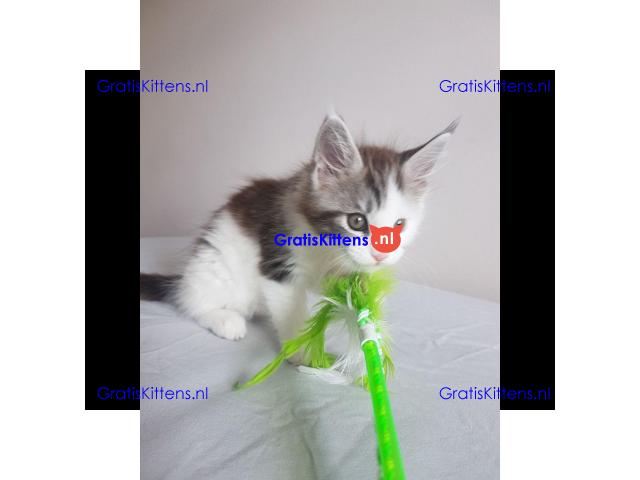 Maine Coon Kittens nu beschikbaar
