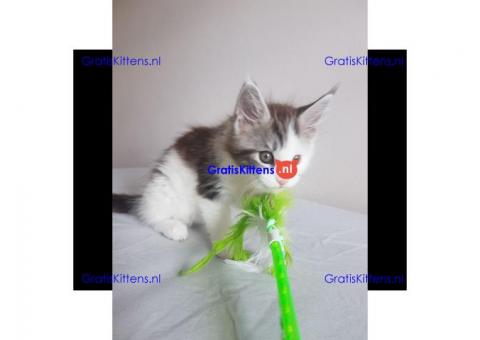 Maine Coon Kittens nu beschikbaar