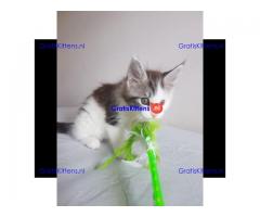 Maine Coon Kittens nu beschikbaar