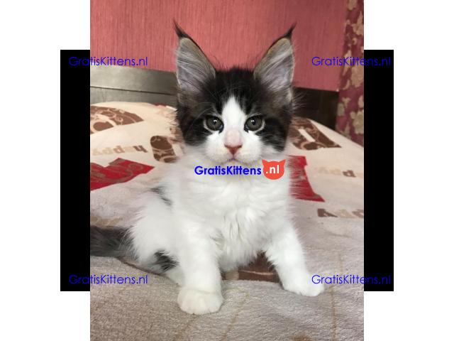 Maine Coon Kittens nu beschikbaar