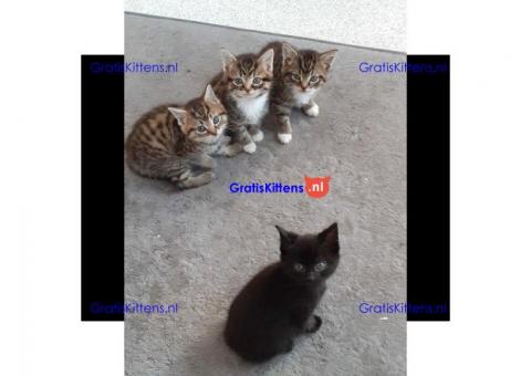 Mooie Aziatische / Birmese jonge kittens