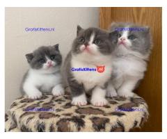 Britse Shorthair-Blue / Lilac