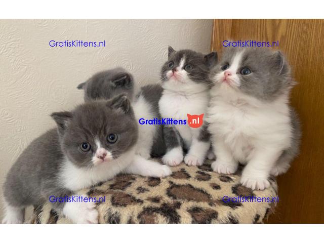 Britse Shorthair-Blue / Lilac