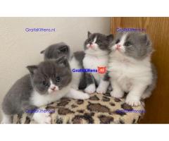 Britse Shorthair-Blue / Lilac
