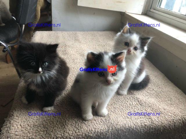 Geregistreerde stamboom Ragamuffin kittens