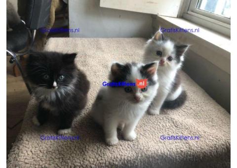 Geregistreerde stamboom Ragamuffin kittens