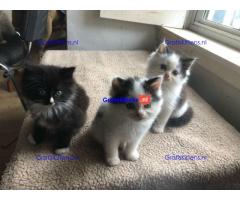 Geregistreerde stamboom Ragamuffin kittens