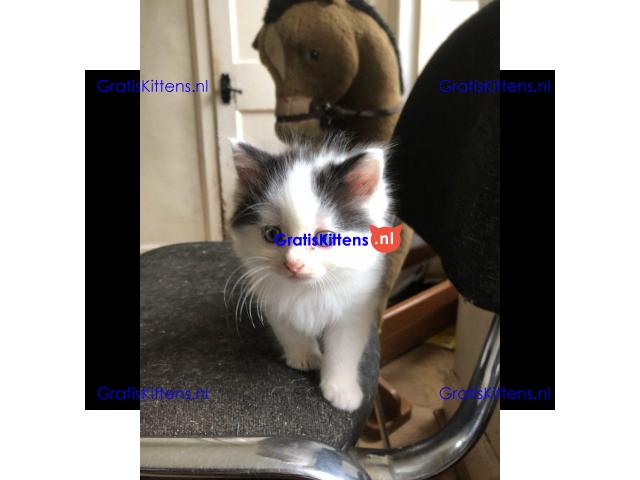 Geregistreerde stamboom Ragamuffin kittens