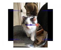 Geregistreerde stamboom Ragamuffin kittens