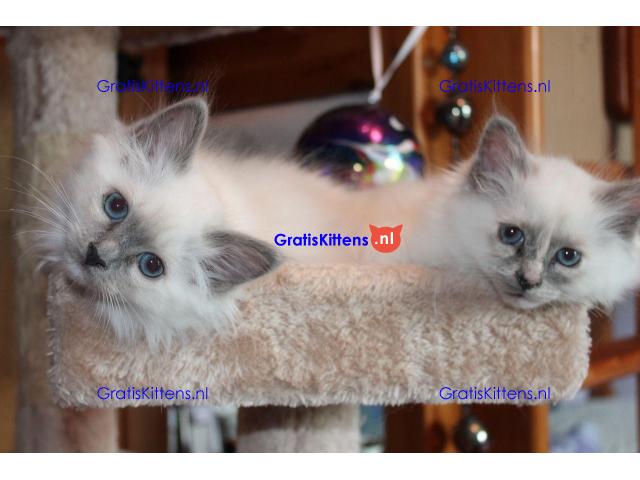 Verbluffende stamboom kittens