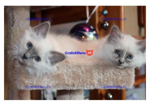Verbluffende stamboom kittens