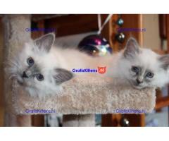 Verbluffende stamboom kittens
