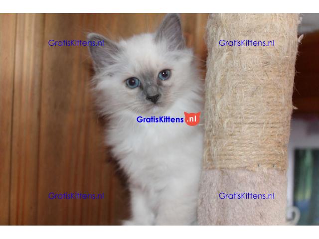 Verbluffende stamboom kittens