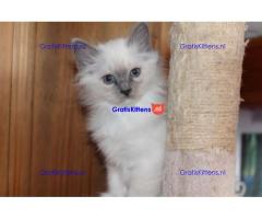 Verbluffende stamboom kittens