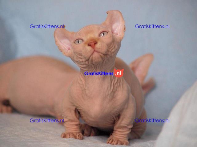 Sphynx Babies Goed opgeleid