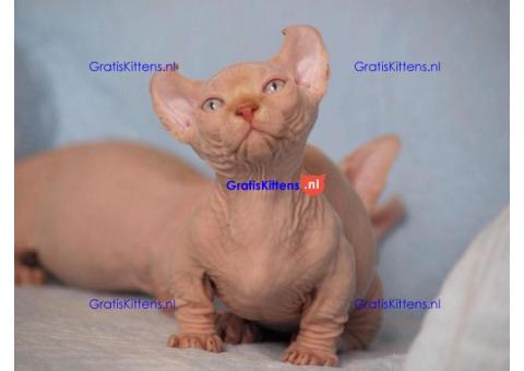 Sphynx Babies Goed opgeleid