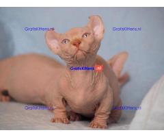 Sphynx Babies Goed opgeleid