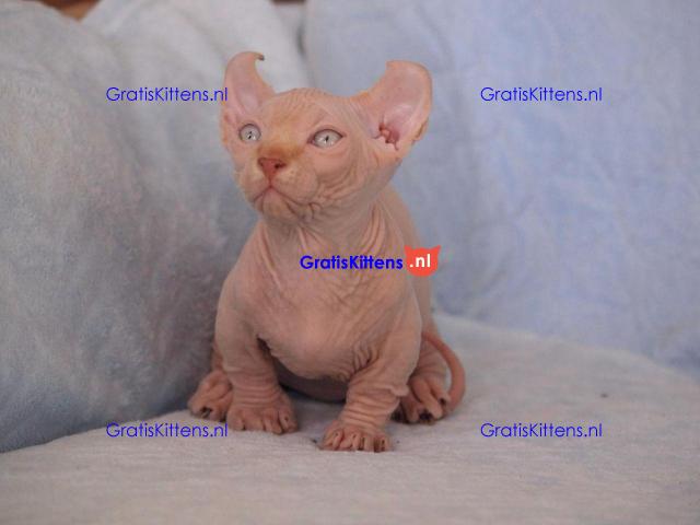 Sphynx Babies Goed opgeleid