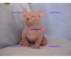 Sphynx Babies Goed opgeleid