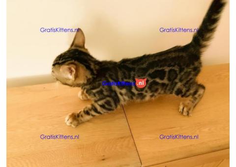 Rood zilver en bruine Bengalen baby's