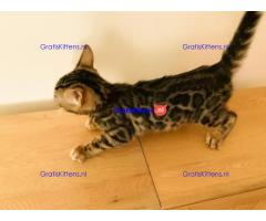 Rood zilver en bruine Bengalen baby's