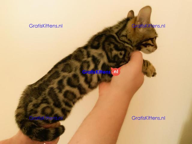 Rood zilver en bruine Bengalen baby's