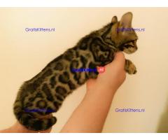 Rood zilver en bruine Bengalen baby's