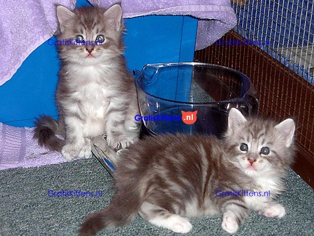 Europese crème en rode tica maine coon kittens