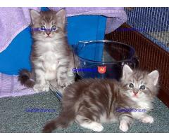 Europese crème en rode tica maine coon kittens