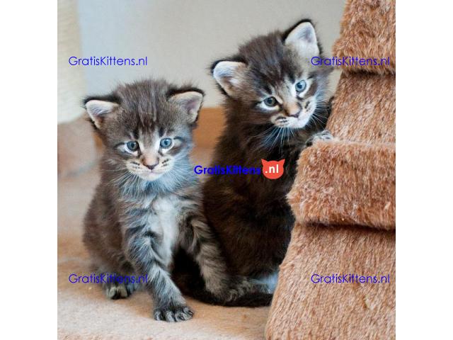 Europese crème en rode tica maine coon kittens