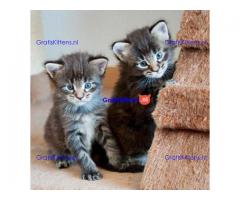 Europese crème en rode tica maine coon kittens