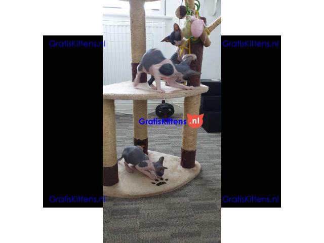 Sphynx Babies nu klaar